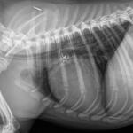 Thoracic radiograph in a dog treated for PDA with an ACDO. The device is visible at the base of the heart.
