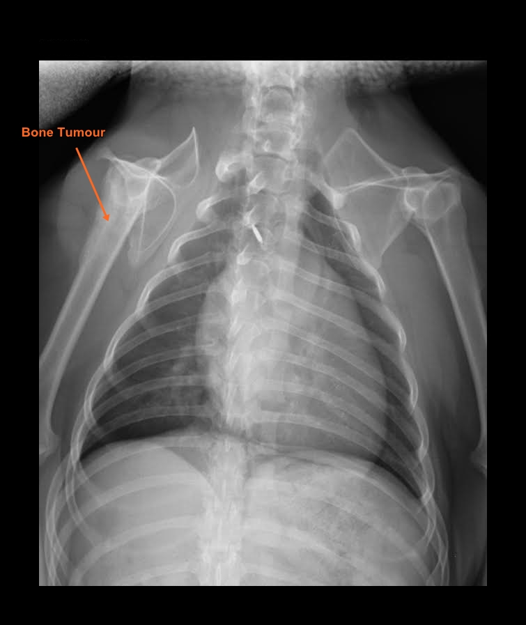 X-ray (radiograph) indicative of osteosarcoma in miniature pinscher