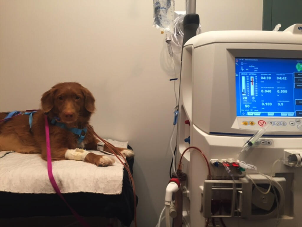 Our First Dialysis Patient: Bluebell - Canada West Veterinary Specialists