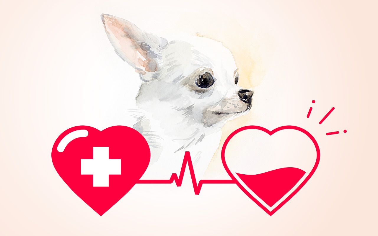 Blood transfusions in cats and dogs