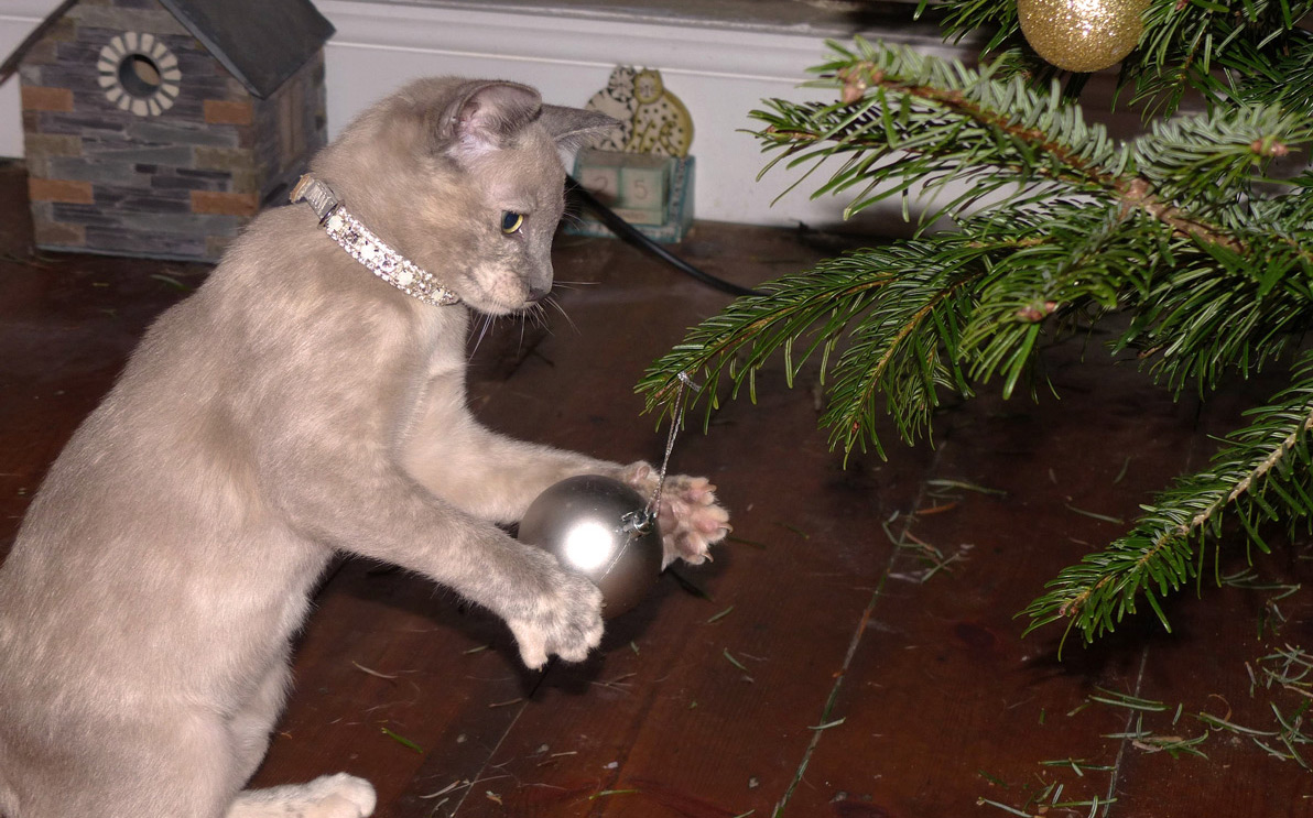 3 Top Holiday Hazards For Your Pets