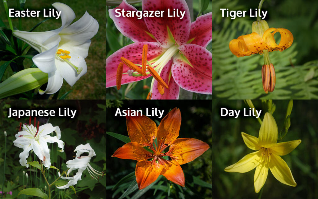 Are Cats Allergic to Lillies 