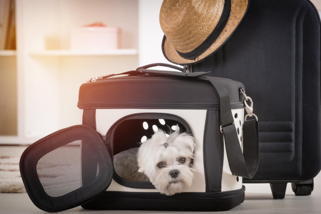 A small dog in a travel basket.