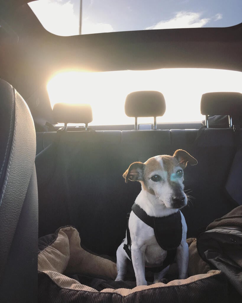A Jack Russell terrier in a car.