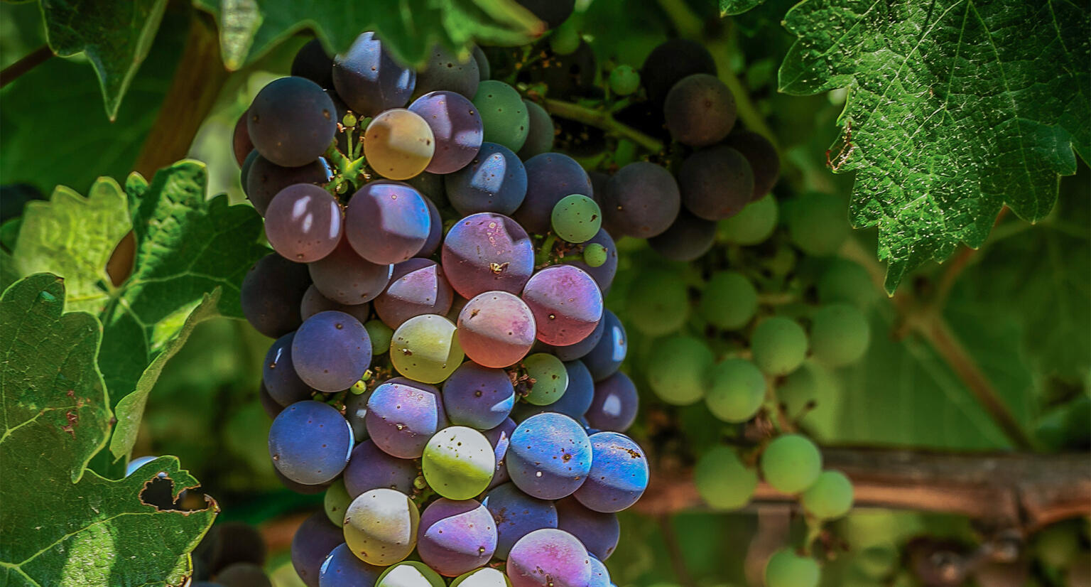 Toxic Tartar? New Findings about Grape and Raisin Toxicity in Dogs Canada West Veterinary